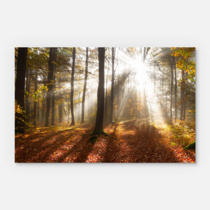 Kondolenzkarte mit Licht im Wald